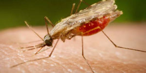 malaria-cure1